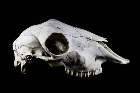 Close Up of an Animal Skull on Plain Background Horror Halloweenの写真素材