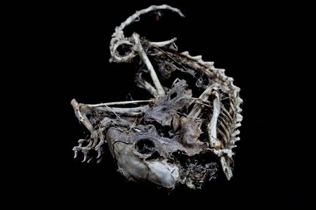 Close Up of an Animal Skull on Plain Background Horror Halloweenの写真素材