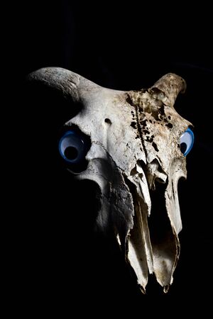 Close Up of an Animal Skull on Plain Background Horror Halloweenの写真素材