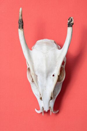 Close Up of an Animal Skull on Plain Background Horror Halloweenの写真素材