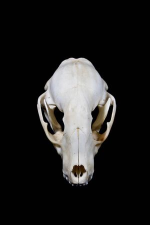 Close Up of an Animal Skull on Plain Background Horror Halloweenの写真素材