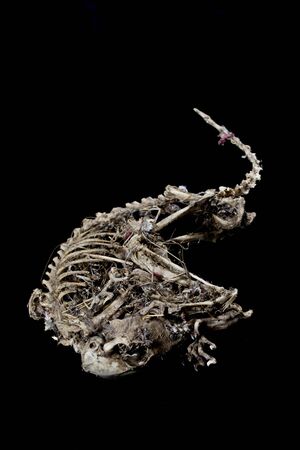 Close Up of an Animal Skull on Plain Background Horror Halloweenの写真素材