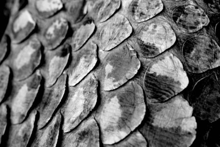 Coloured Real Snake Skin Snakeskin Animal Print Backgroundの写真素材