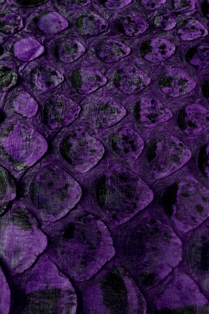 Coloured Real Snake Skin Snakeskin Animal Print Backgroundの写真素材