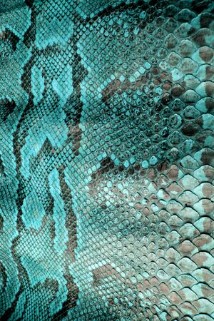 Coloured Real Snake Skin Snakeskin Animal Print Backgroundの写真素材