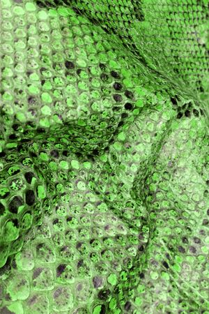 Coloured Real Snake Skin Snakeskin Animal Print Background