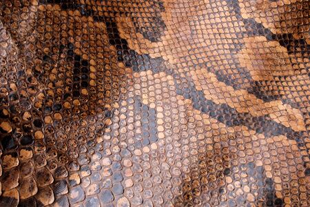 Coloured Real Snake Skin Snakeskin Animal Print Background