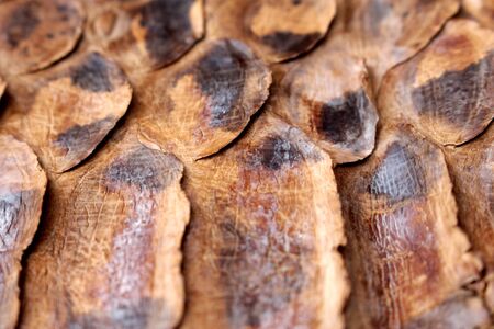 Coloured Real Snake Skin Snakeskin Animal Print Backgroundの写真素材