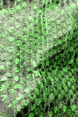 Coloured Real Snake Skin Snakeskin Animal Print Background