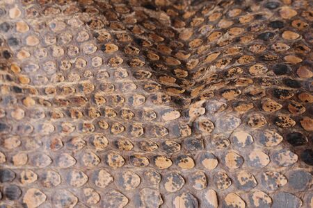 Coloured Real Snake Skin Snakeskin Animal Print Background
