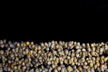 Collection of Empty Snail Shellsの写真素材