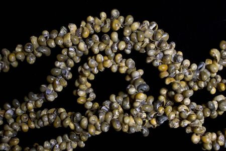 Collection of Empty Snail Shells