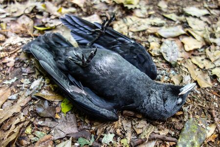 Dead Blackbird Bird Lying on the Ground in Natureの写真素材
