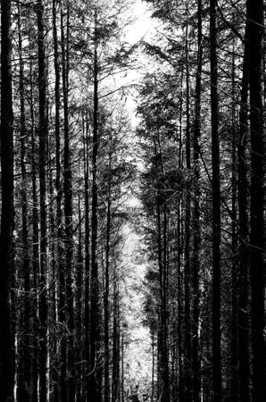 Photograph of Tall Trees Scenic Path With Sunlight Overgrownの写真素材