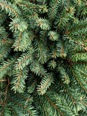 Close Up of Festive Fur Tree Leaves