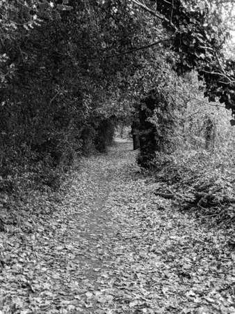 Black and White View of a Rural Landscape Path with Overhanging Treesの写真素材