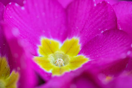 Close Up of Flower Blossom in the Springの写真素材