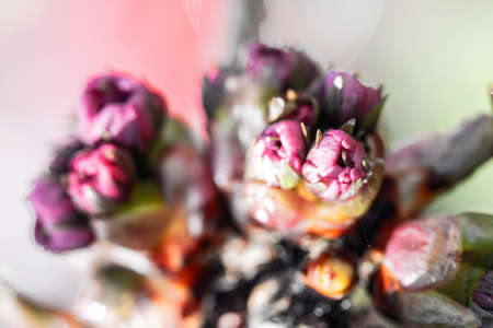 Close Up of Flower Blossom in the Springの写真素材