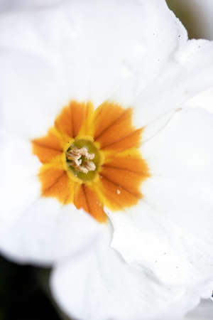 Close Up of Flower Blossom in the Springの写真素材