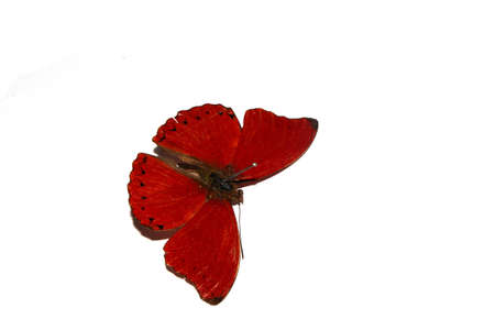 A Butterfly on a White background from a Lepidoptera Collection