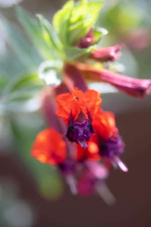 A Pretty fuchsia flowers on Stem in Natureの写真素材