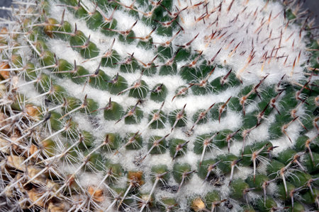 A Close Up of Cactus Succulent Plant Macro Of Spikes and Thornsの写真素材