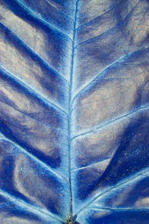 A Abstract Close Up of Leaf and Stem in Vibrant Colours for Backgroundの写真素材