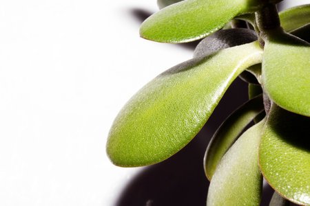 A Close Up of Succulent Leavs on white Background