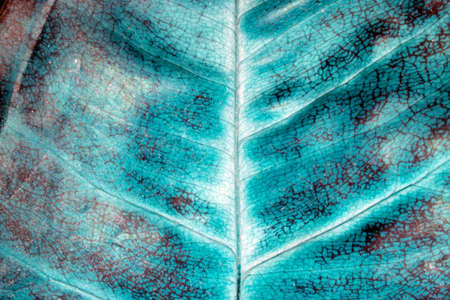 A Abstract Close Up of Leaf and Stem in Vibrant Colours for Background