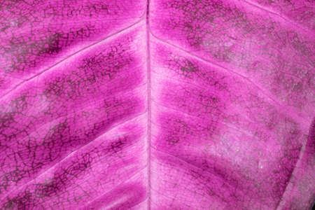 A Abstract Close Up of Leaf and Stem in Vibrant Colours for Backgroundの写真素材