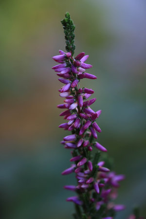 A Close Up of Purple Lavender Flowers in a Garden