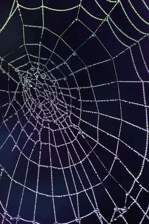 Close Up of a Spiders Cobweb on a Misty Dew Morning