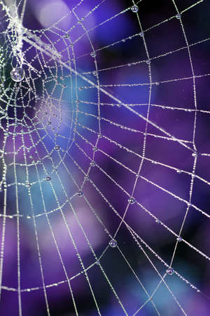 Close Up of a Spiders Cobweb on a Misty Dew Morningの写真素材