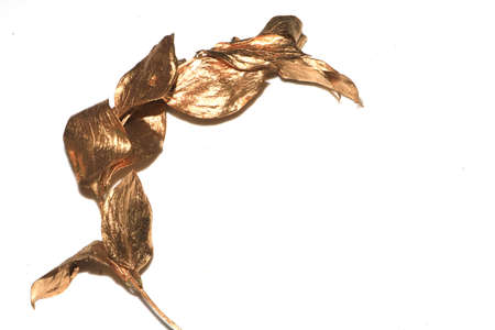 Decorative Gold Metallic Wood Twigs and Branches and Golden Leaves on White Background