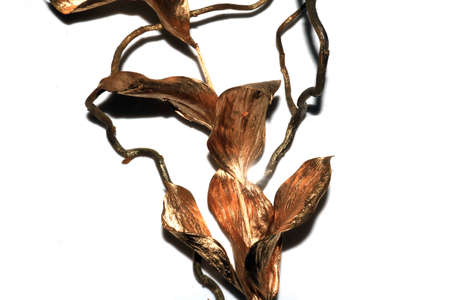 Decorative Gold Metallic Wood Twigs and Branches and Golden Leaves on White Backgroundの写真素材