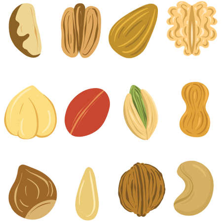 Collection of Nuts and Seeds Design Illustration To Include Cashew Brazil Walnut Peanut etcのイラスト素材