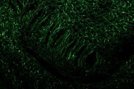 A Fluffy Furry Close Up Background