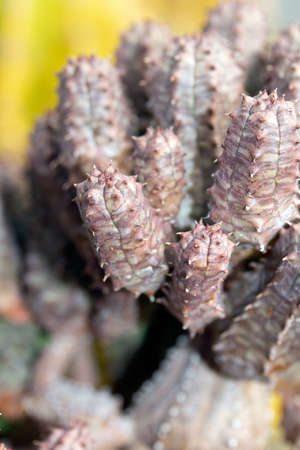 A Spikey Cactus Close Up Of Spines and Green Skinの写真素材