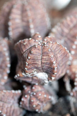 A Spikey Cactus Close Up Of Spines and Green Skinの写真素材