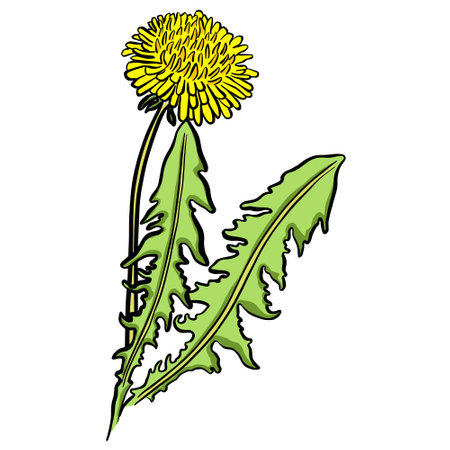 Dandelion Illustration with Yellow Flower and Green Leaves Vectorのイラスト素材