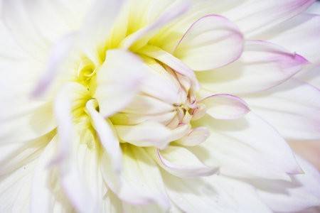 Close up of a White Dahlia Flower Petals for Backgroundの写真素材