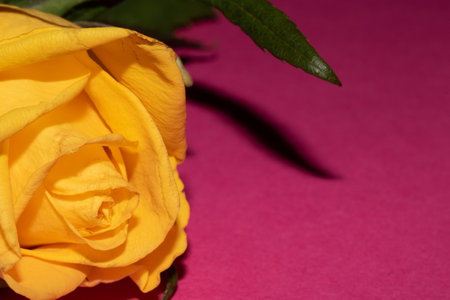 Yellow rose on a pink background with a place for your text.の写真素材