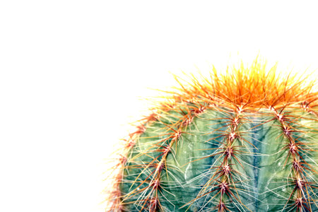 A Close Up of a Cactus or Cacti Succulent Green Spike Plantの写真素材