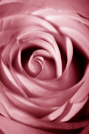 A Close up of a Romantic Pink Red Rose Flowerの写真素材