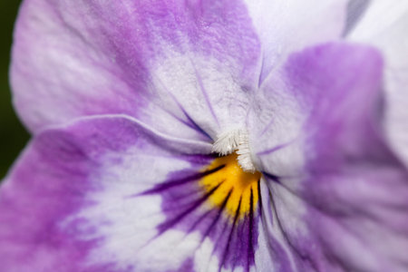 A Pretty Purple Pansy Close Up Flower Petals