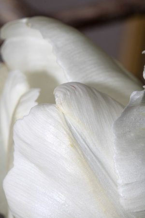 A Close Up of Tulip White Petals from A Flowerの写真素材