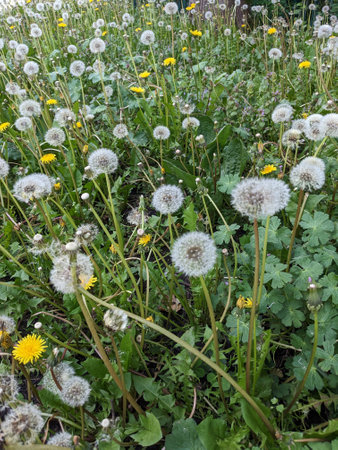 A Dandelion Flowers and Seeds in a Meadow of Wildflowersの写真素材
