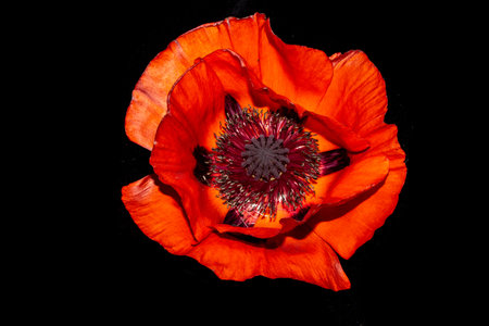 A Close up of a Large Red Poppy Flower head with Pollenの写真素材