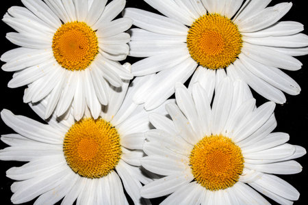 A White Daisy Wildflower Close Up on a Black Backgroundの写真素材