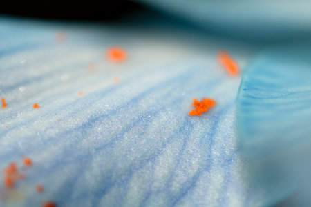 Close Up of Colourful Lily Flower of Lillies with Pollen and Petalの写真素材